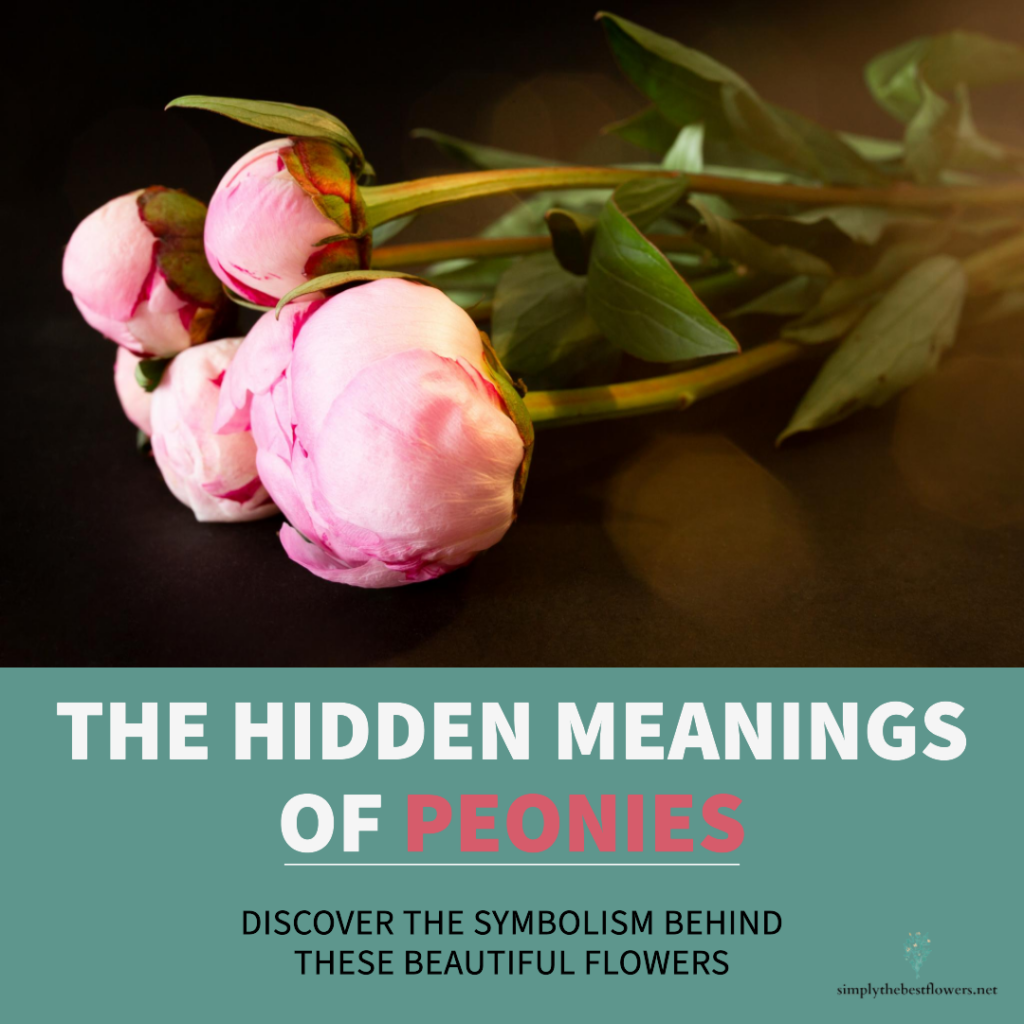 peony-flowers-meaning-symbolism