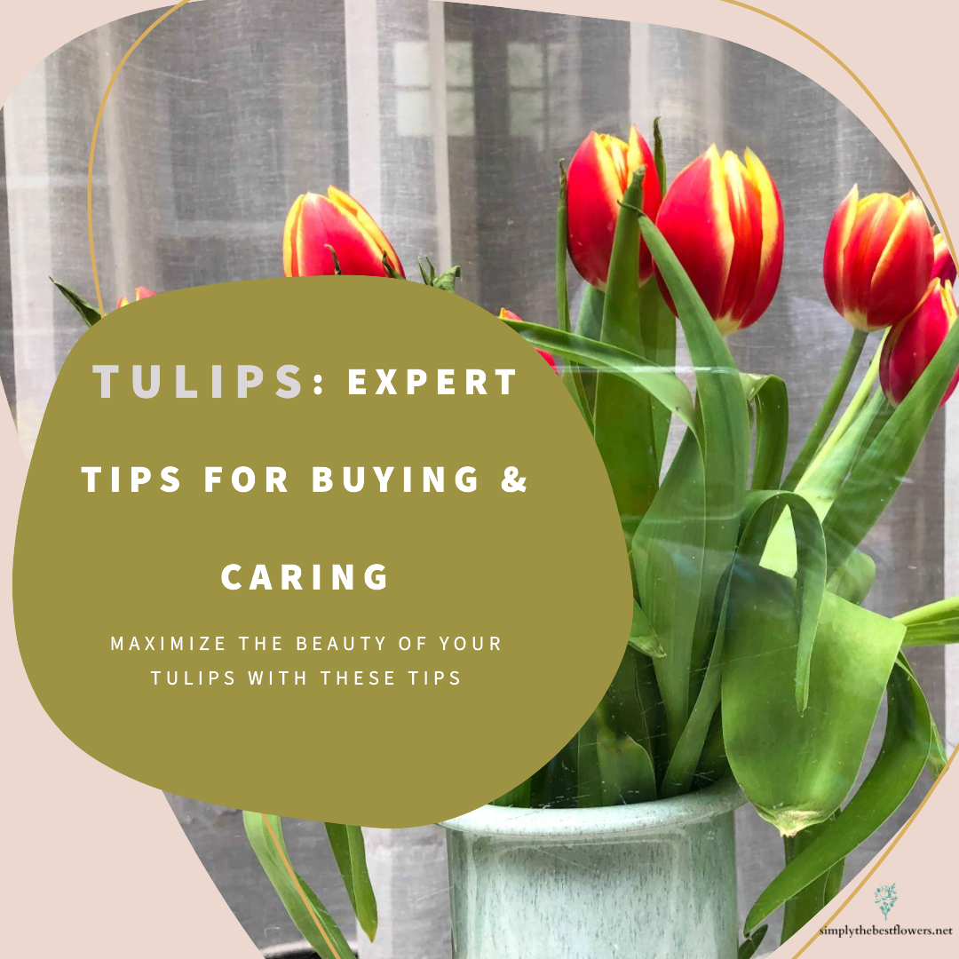 tulips-flowers-meaning-symbolism