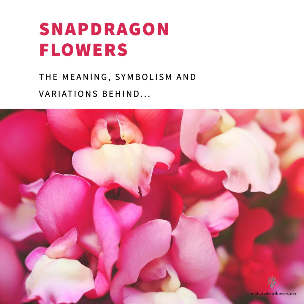 snapdragon-flowers-meaning-symbolism