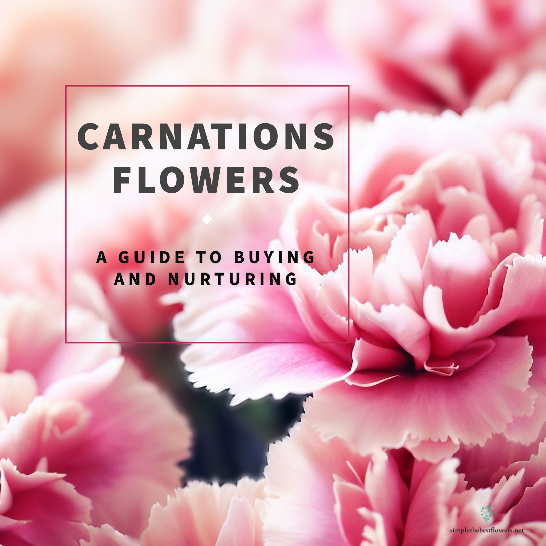 carnation-flowers-meaning-symbolism
