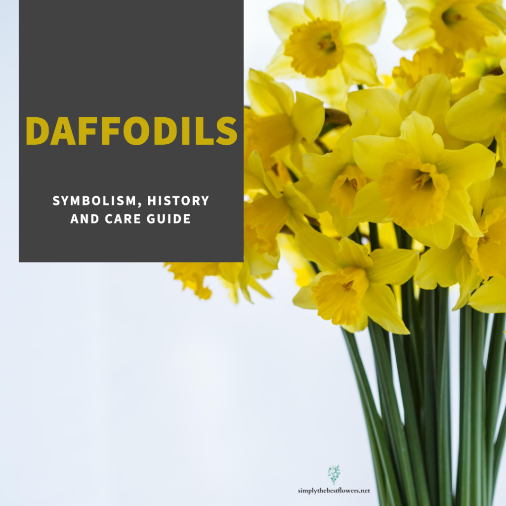 daffodil-flowers-meaning-symbolism