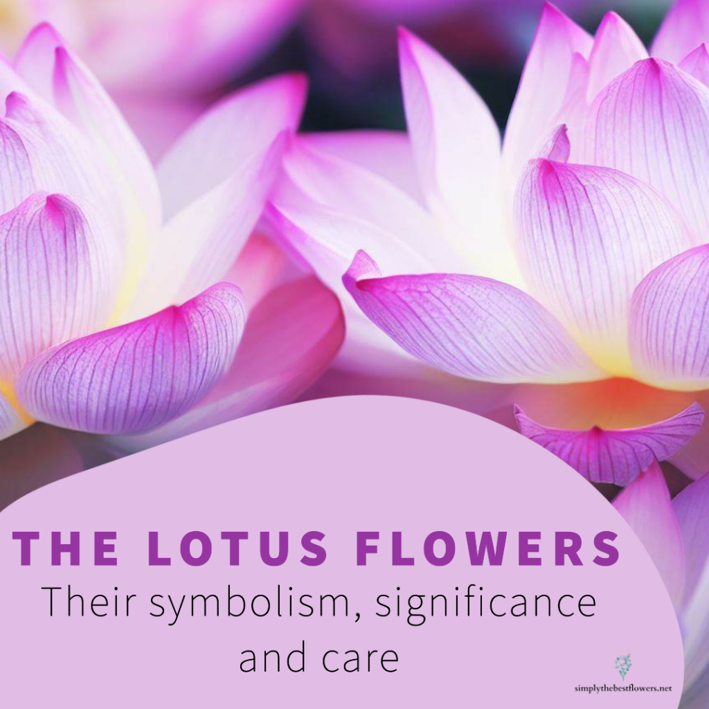 lotus-flowers-meaning-symbolism