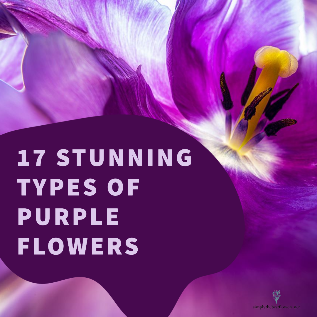 best-purple-flowers