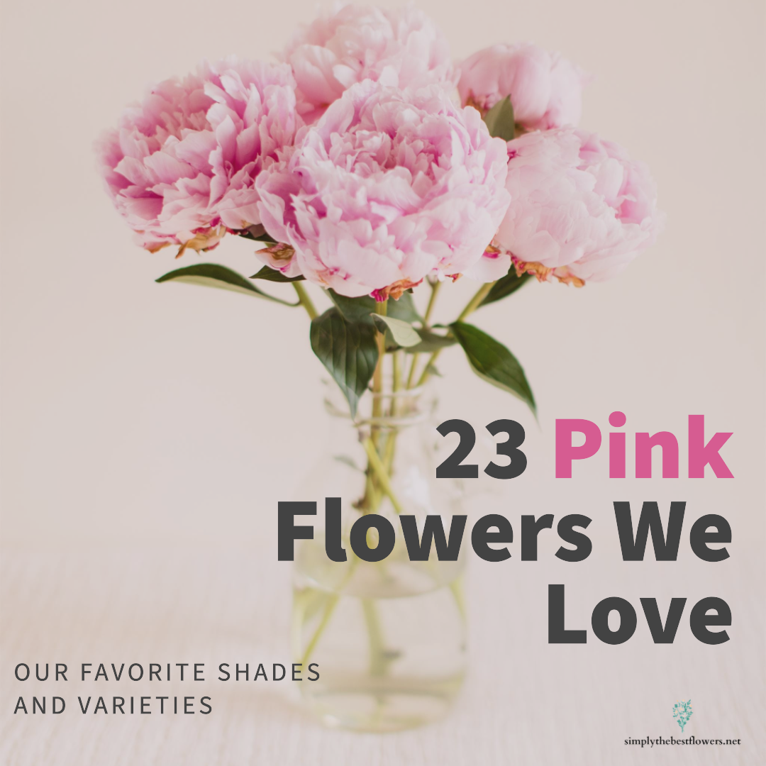 list-best-pink-flowers