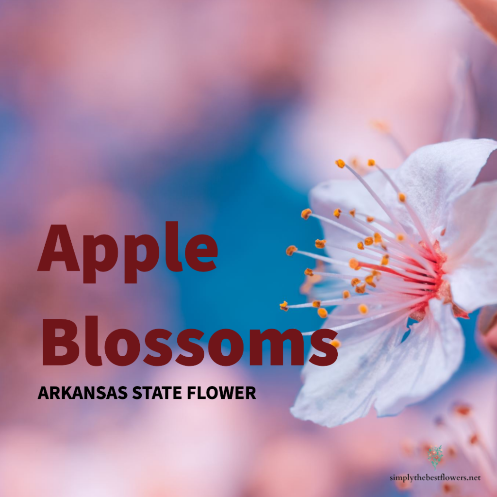 arkansas-state-flower-apple-blossom