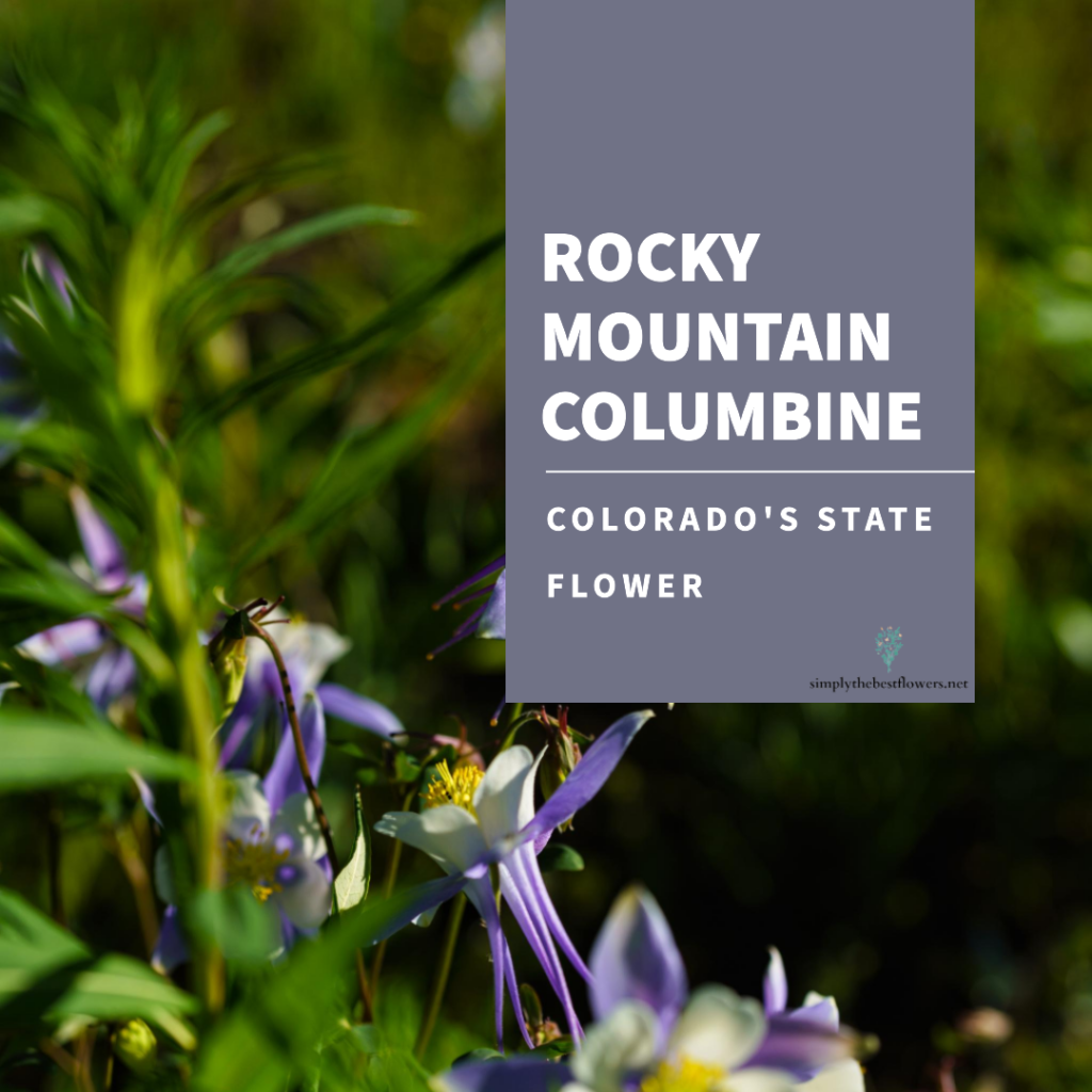 colorado-state-flower-rocky-mountain-columbine
