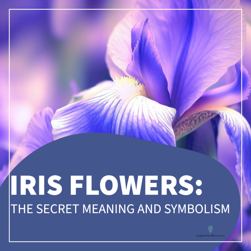 iris-flowers-meaning-symbolism