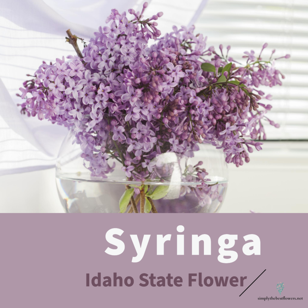syringa-idaho-state-flower
