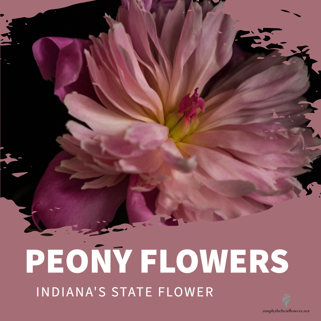 Indiana State Flower – Peony
