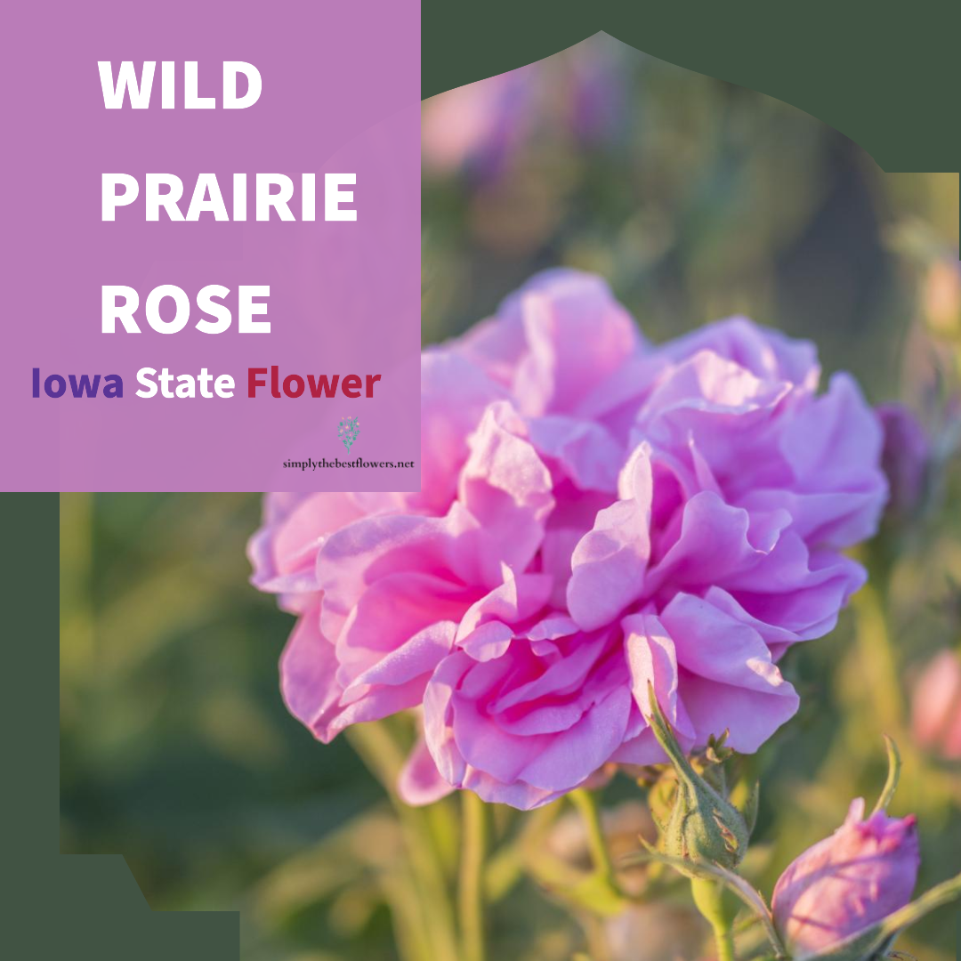 Iowa State Flower – Wild Prairie Rose