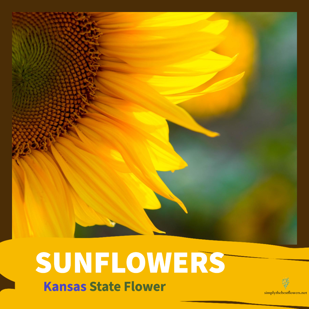 Kansas State Flower – Sunflower