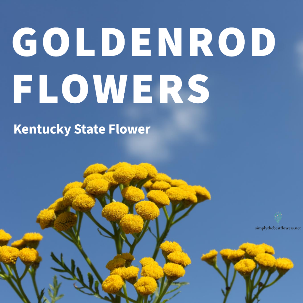 kentucky-state-flower-goldenrod