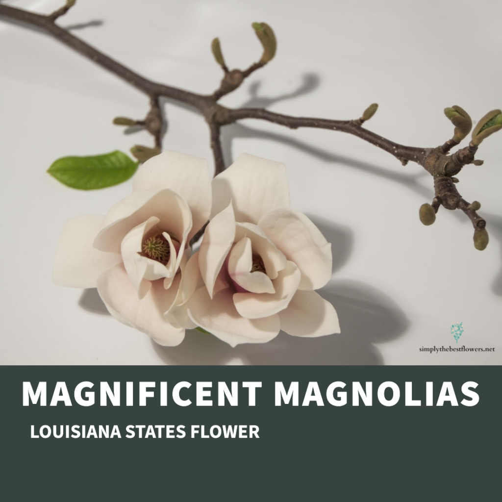 louisiana-state-flower-magnolia