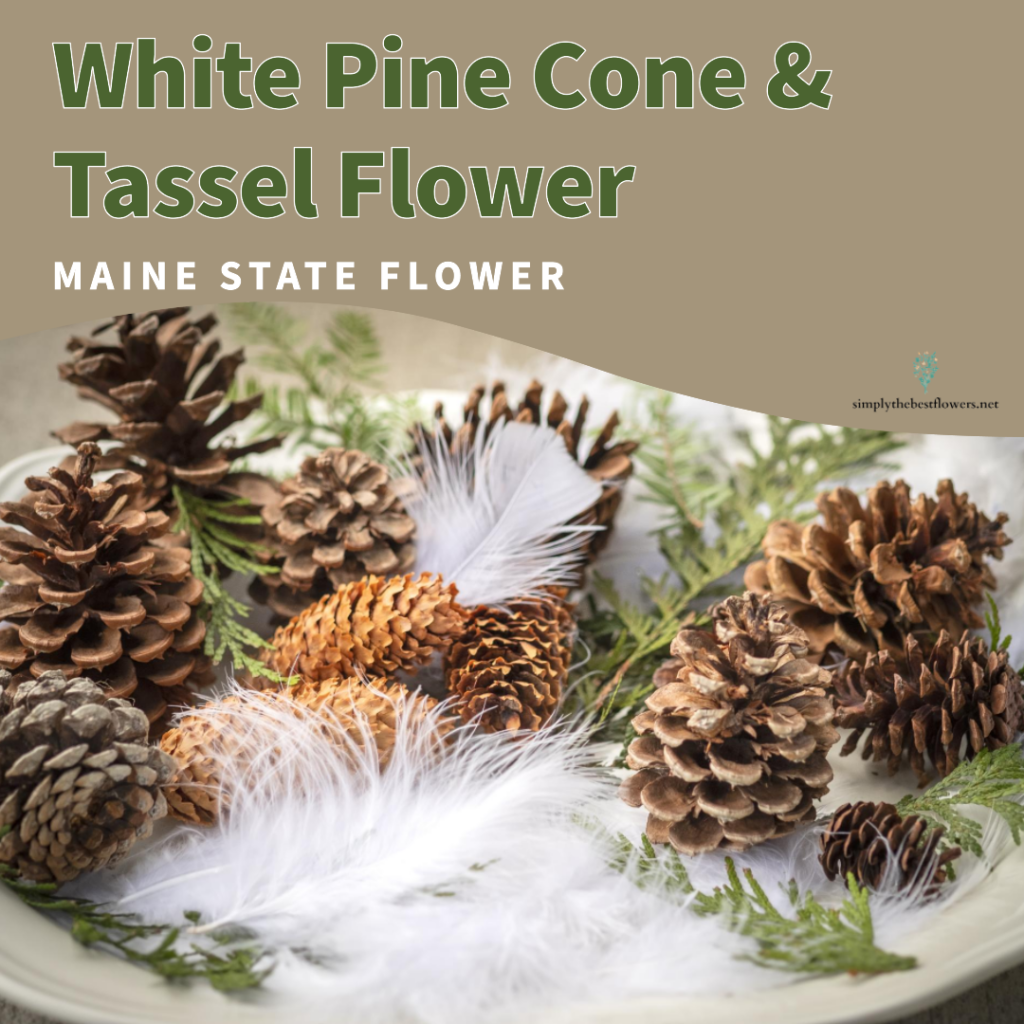 maine-state-flower-white-pine-cone