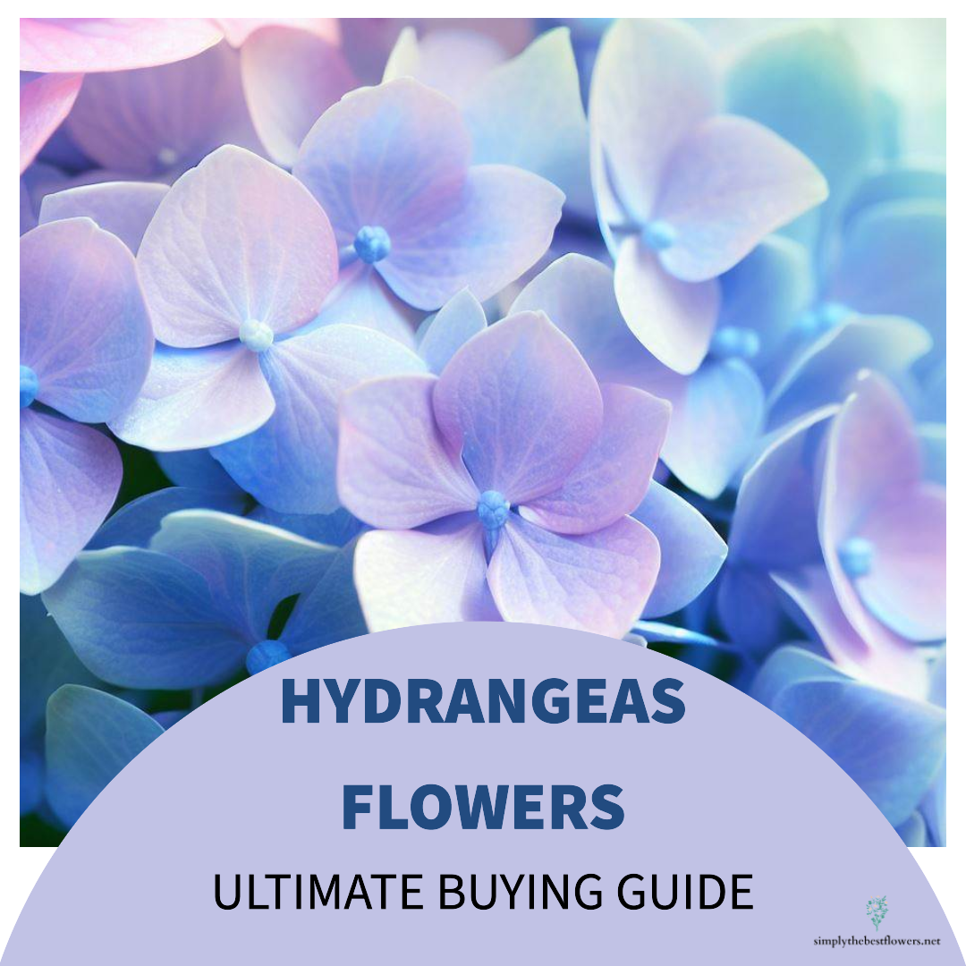 hydrangea-flowers-meaning-symbolism