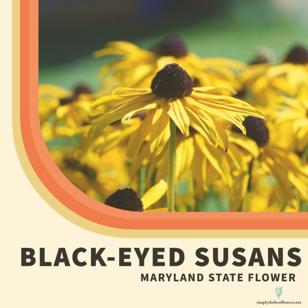 maryland-state-flower-black-eyed-susan