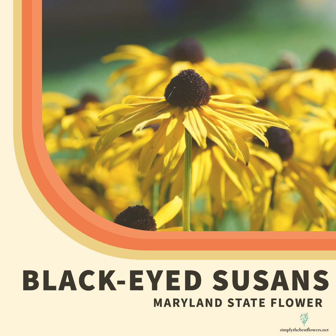 Maryland State Flower – Black-Eyed Susan