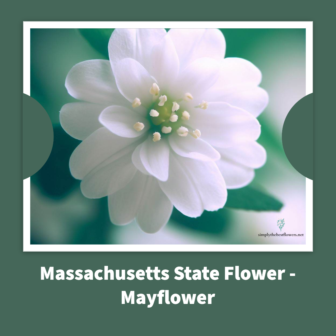 Massachusetts State Flower – Mayflower