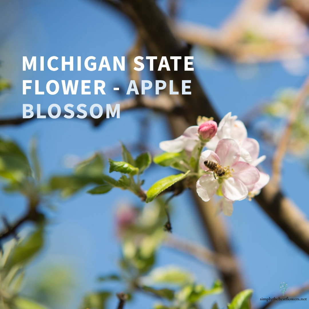 Michigan State Flower – Apple Blossom