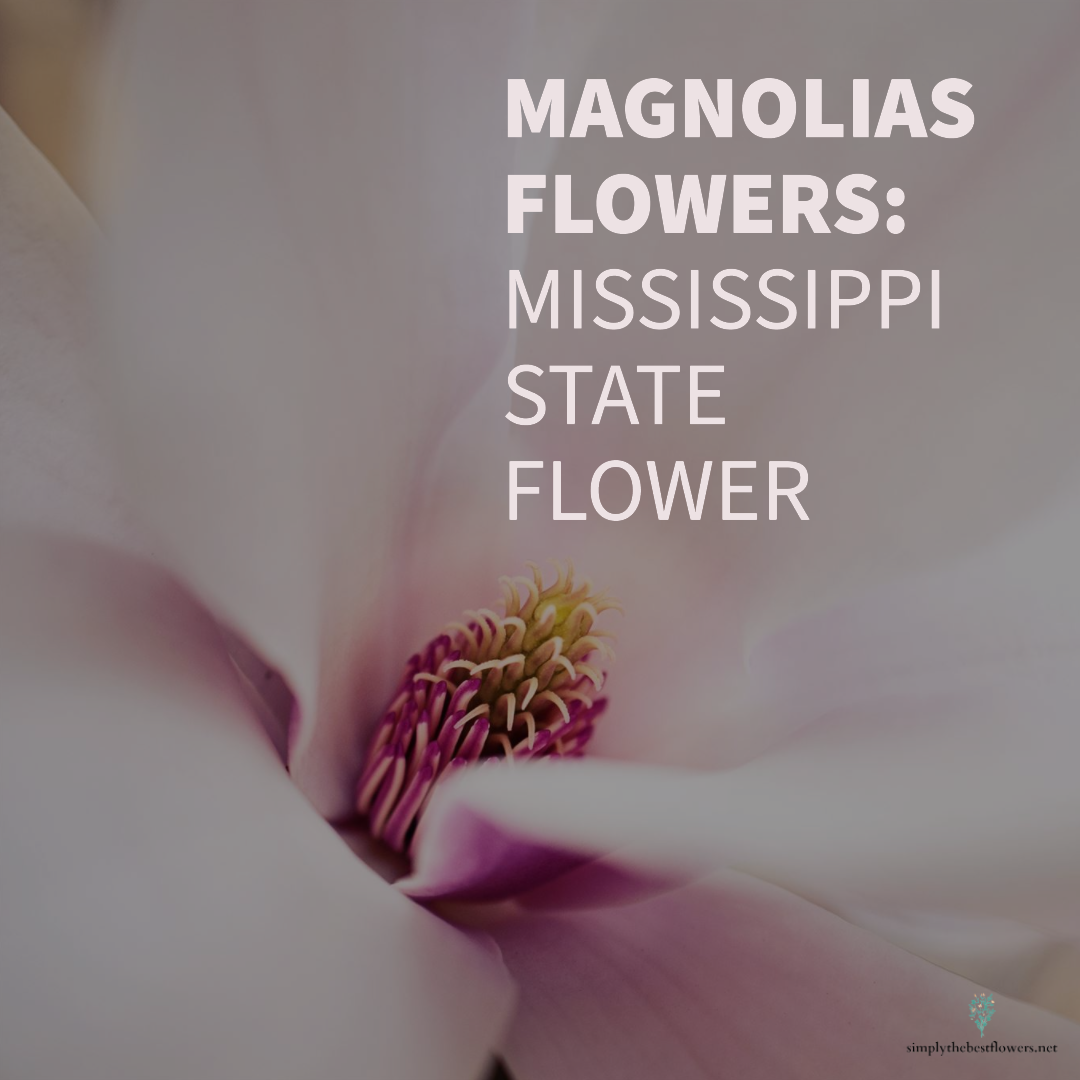 Mississippi State Flower – Magnolia