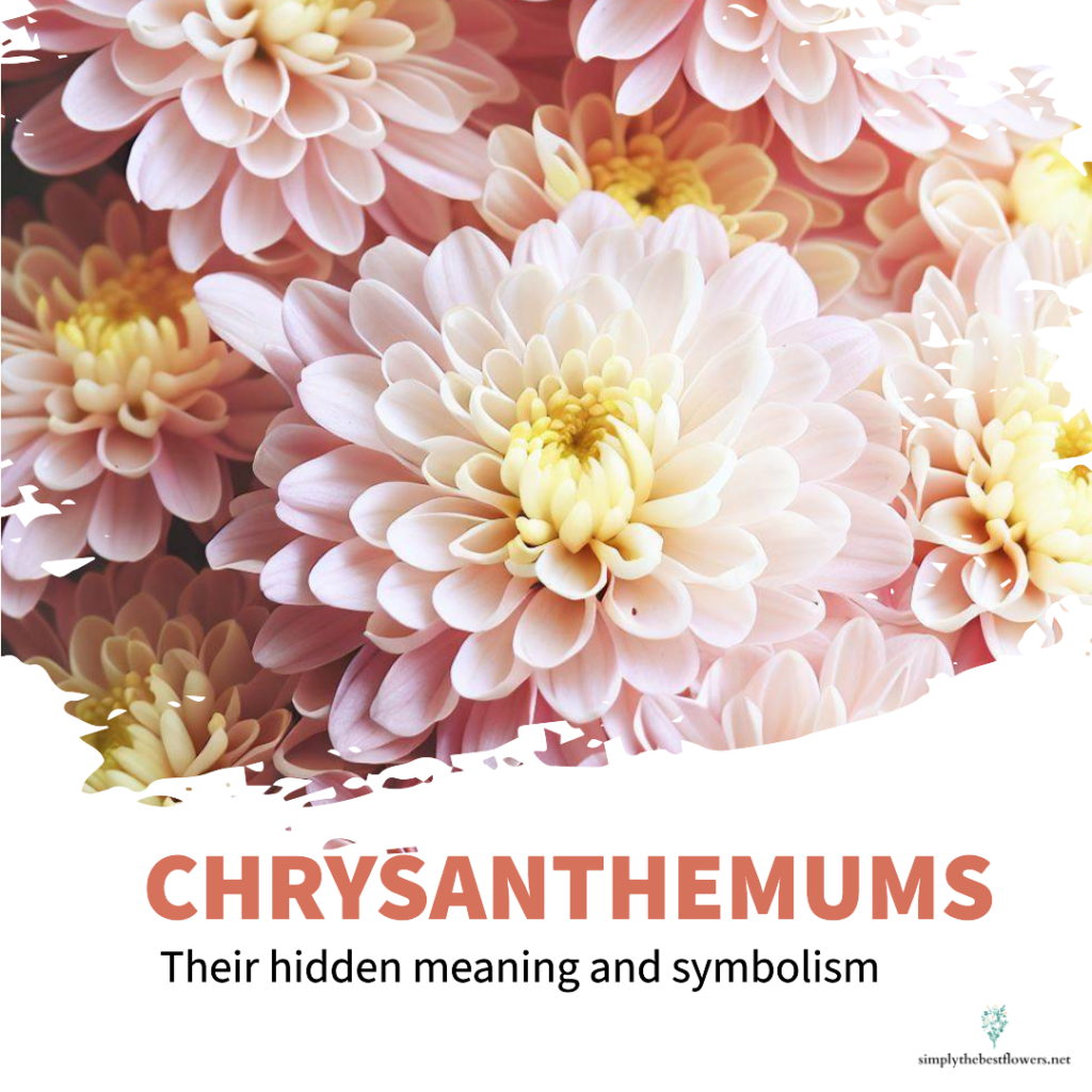 chrysanthemum-flowers-meaning-symbolism