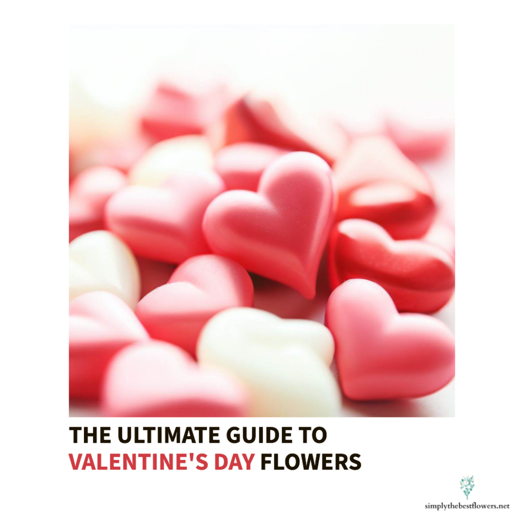 valentines-flowers-meaning-symbolism