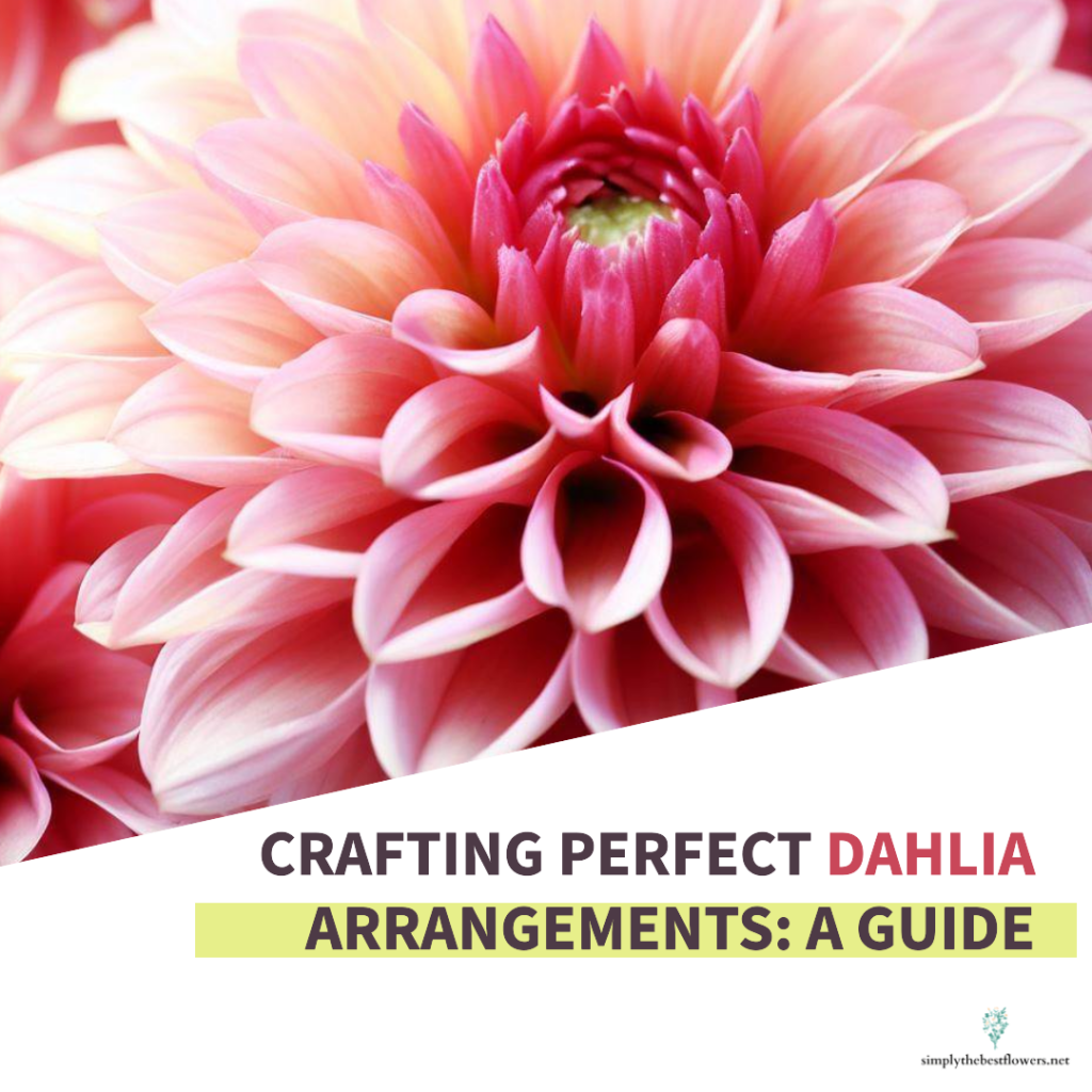 dahlia-flowers-meaning-symbolism
