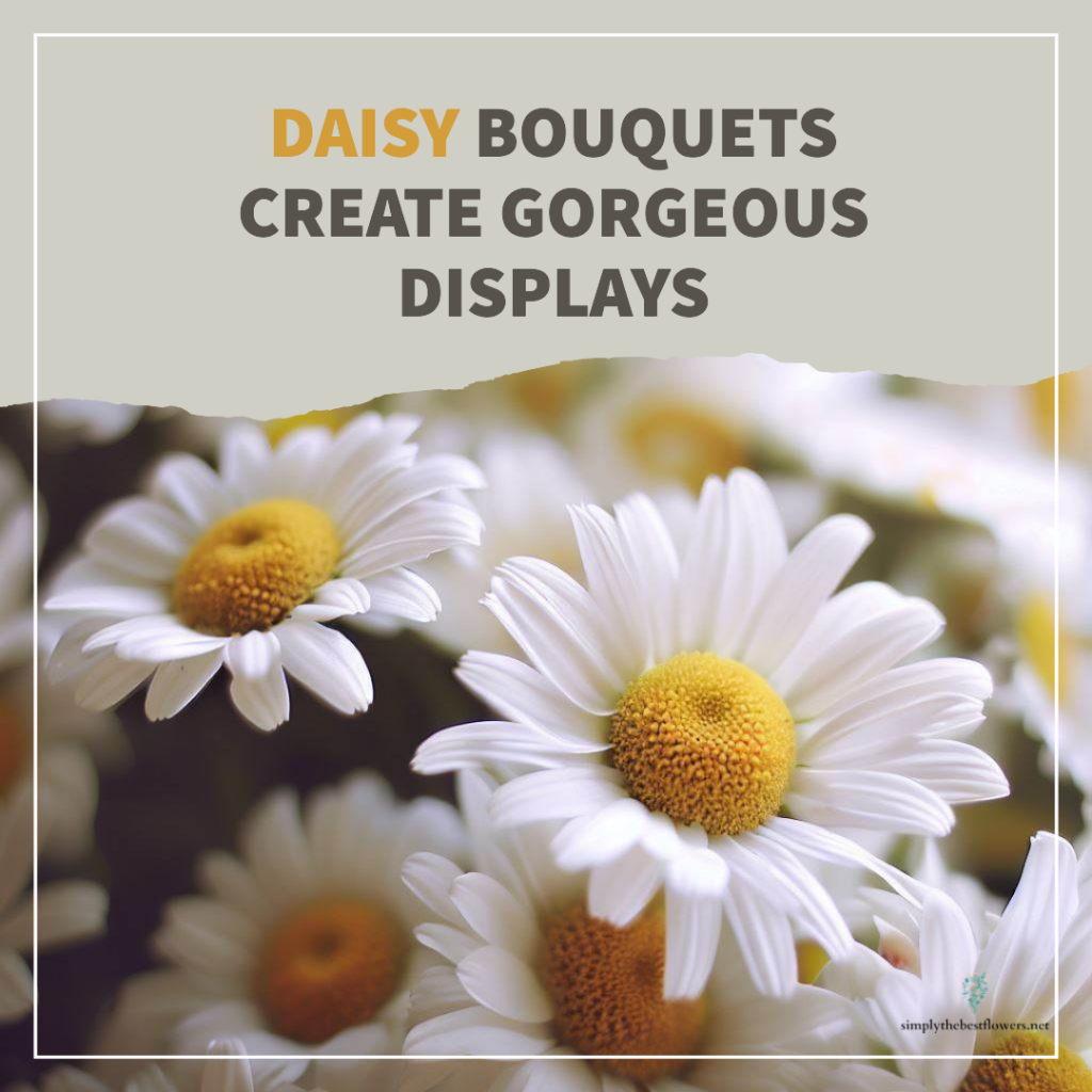 daisy-flowers-meaning-symbolism