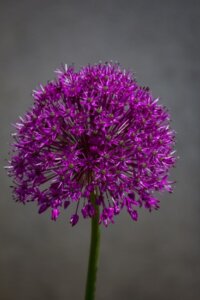 allium-flower