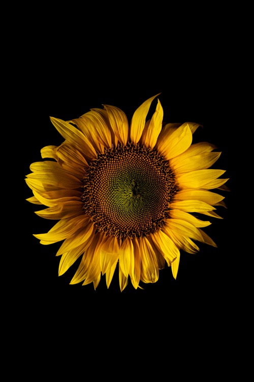 single-kansas-state-flower-sunflower