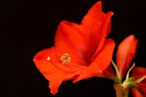 red-amaryllis-flower