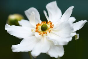white-anemone-flower