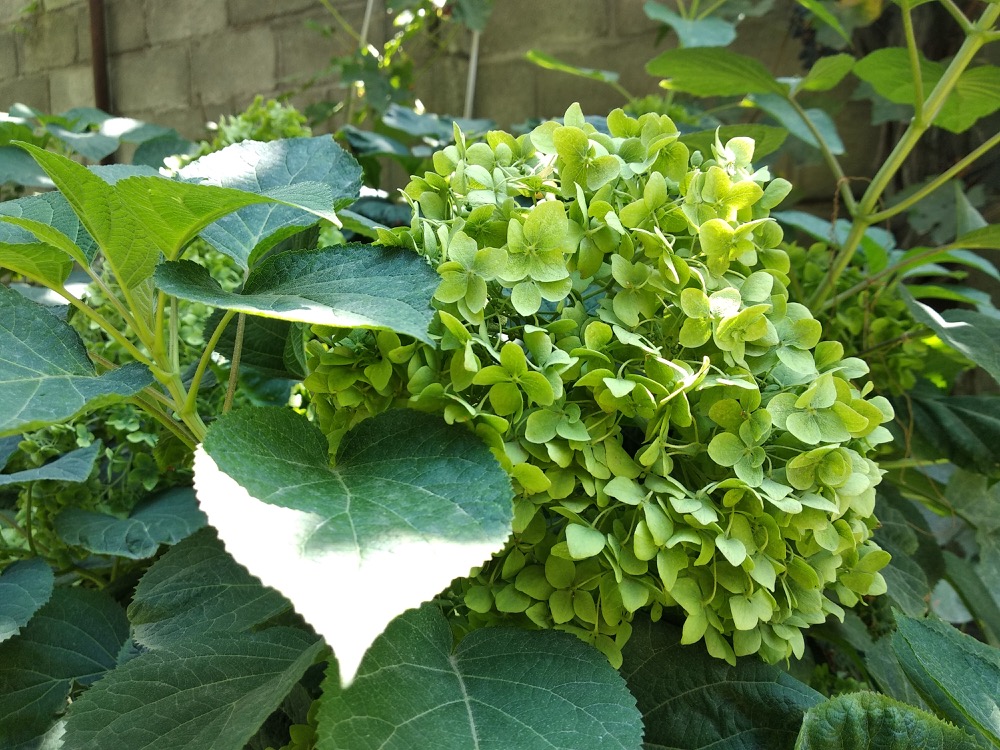 green-hydrangea-flower