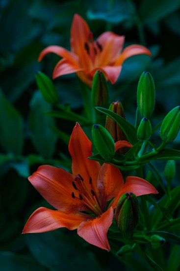 lilies-in-wild