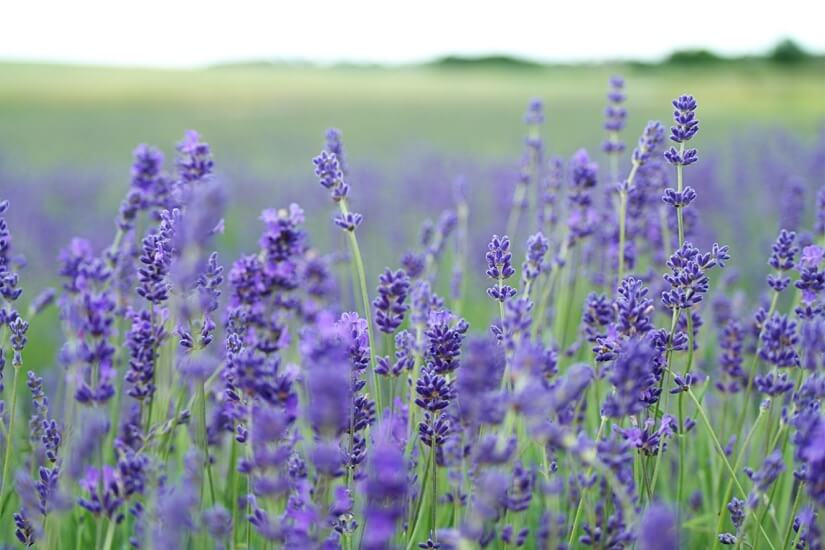 lavender-flowers-growing