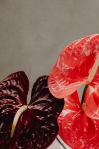 red-anthurium-flower
