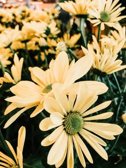 yellow-daisies-in-wild