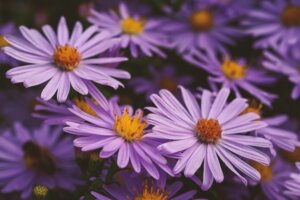 purple-aster-flower