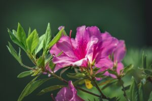 pink-azalea-flower