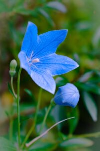 blue-balloon-flower