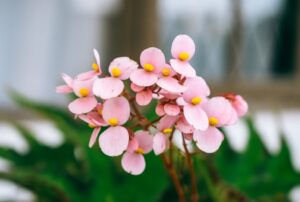 pink-begonia-flower