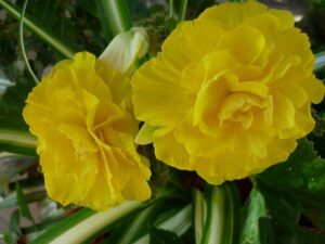 yellow-begonia-flower