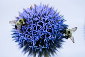 blue-thistle-flower