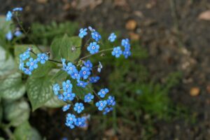 brunnera-flowers-light-blue