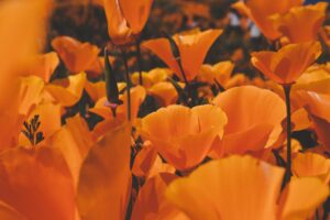california-orange-poppy