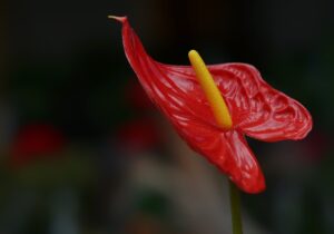 red-calla-lily