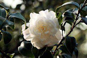 white-camellia-flower