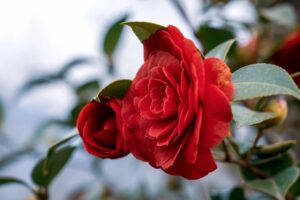 red-camellia-flower