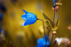 blue-campanula-flower