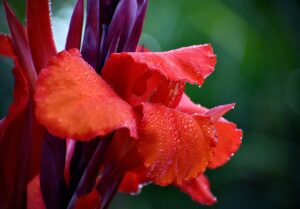 canna-lily-flowers